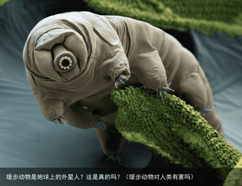 缓步动物是地球上的外星人？这是真的吗？（缓步动物对人类有害吗）