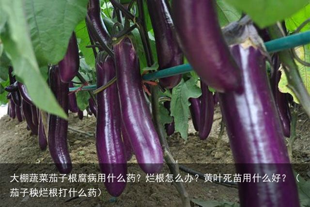 大棚蔬菜茄子根腐病用什么药？烂根怎么办？黄叶死苗用什么好？（茄子秧烂根打什么药）
