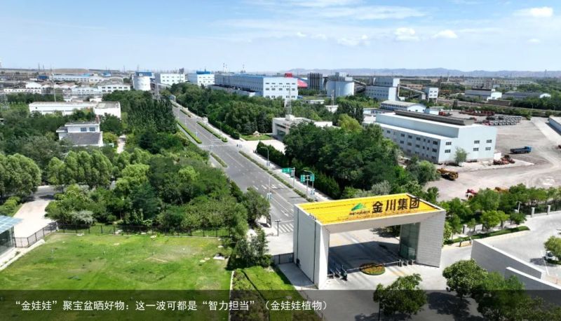 “金娃娃”聚宝盆晒好物：这一波可都是“智力担当”（金娃娃植物）