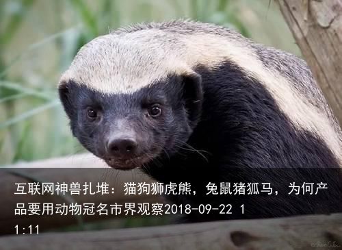 互联网神兽扎堆：猫狗狮虎熊，兔鼠猪狐马，为何产品要用动物冠名市界观察2018-0