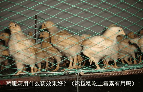 鸡腹泻用什么药效果好？（鸡拉稀吃土霉素有用吗）