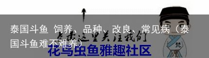 泰国斗鱼 饲养、品种、改良、常见病（泰国斗鱼难不难养）