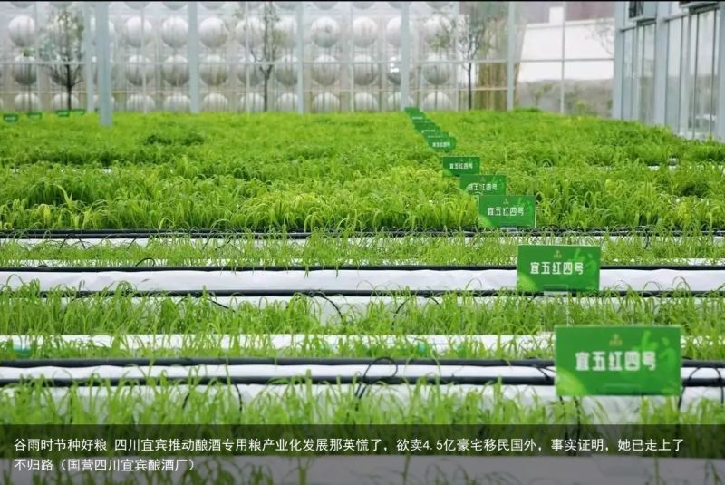 谷雨时节种好粮 四川宜宾推动酿酒专用粮产业化发展那英慌了，欲卖4.5亿豪宅移民国
