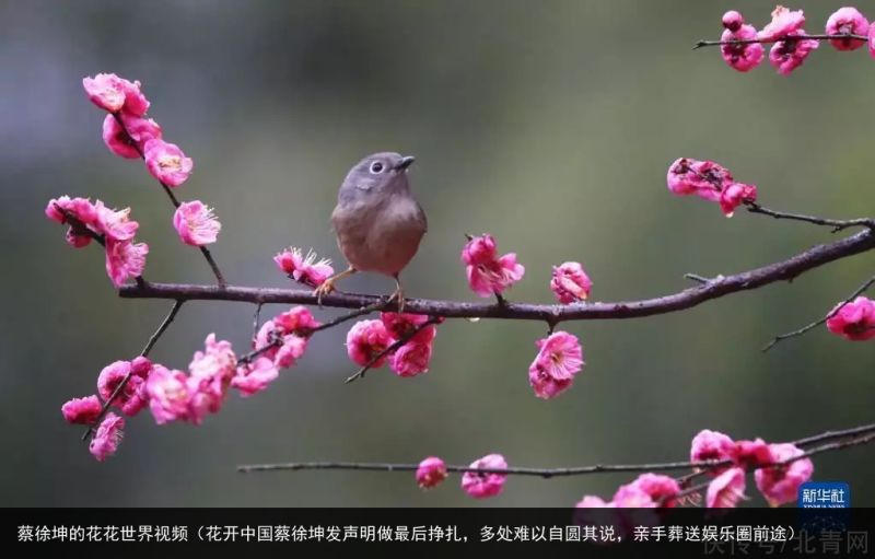 蔡徐坤的花花世界视频（花开中国蔡徐坤发声明做最后挣扎，多处难以自圆其说，亲手葬送娱乐圈前途）