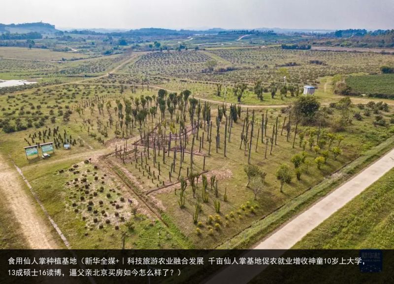 食用仙人掌种植基地（新华全媒+｜科技旅游农业融合发展 千亩仙人掌基地促农就业增收神童10岁上大学，13成硕士16读博，逼父亲北京买房如今怎么样了？）